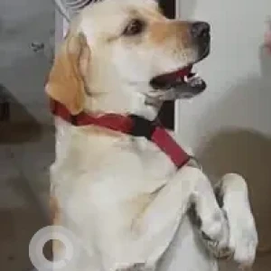 A Light Brown Labrador Dog Missing from Mumbai-2