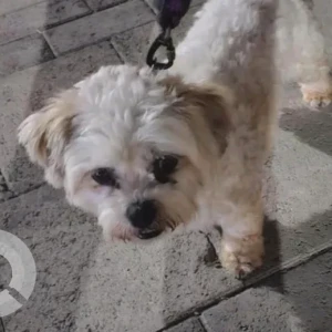 A White and Grey Shih Tzu Dog Found from NMC Royal Hospital