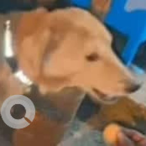A Black and Brown Indie Dog Missing from Nandini Layout, Bengaluru