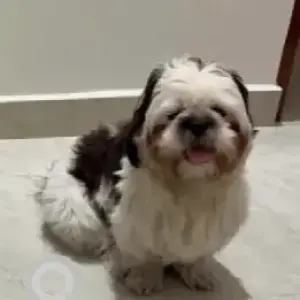 A Black and White Shih Tzu Dog Missing from Girinagar