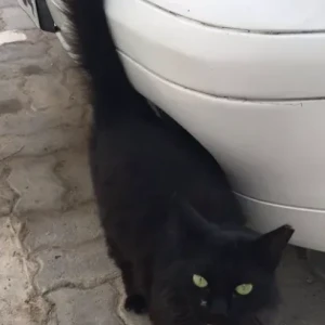 A Black Persian Cat Found from Khalifa City