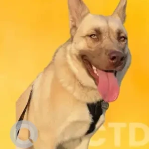 A Light Brown Husky Mix Dog Missing from Crestview Dr Area