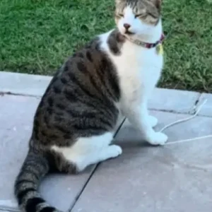A Black and White Domestic Shorthair Cat Missing from Mira Oasis Area