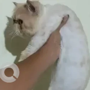 A White-Brown Mix Persian Cat Cat Found from Airforce road, Gangamma circle-2