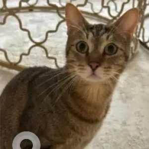 A White-Brown Mix Tabby Cat Missing from Damac Hills 2, Juniper Cluster 15-2