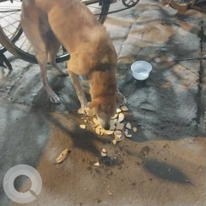 A White-Brown Mix Indie Dog Found from Mukteshwar mandir, Juhu-2
