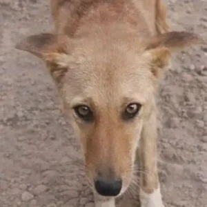 A Brown Indie Dog Missing from Bestech, Sector 79