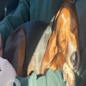 A Black and Brown Beagle Mix Dog Missing from Cambridge St./Southbridge St. near Wendy’s.