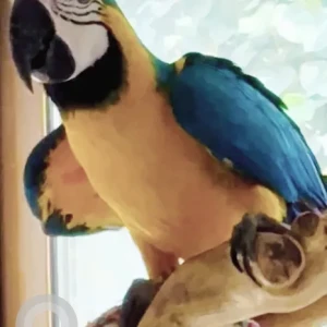 A Other BG Macaw Bird Missing from Mizhar 4 area