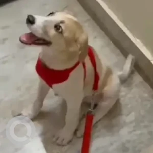 A White-Brown Mix Indie Dog Missing from Patel Nagar, New Delhi-2