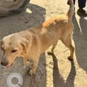 A Brown Labrador Dog Found from Gunjur, Varthur
