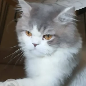 A White and Grey Domestic Shorthair Cat Missing from Al Muhisanah 4 LULU VILLAGE-2