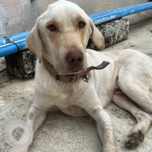 A White Indie Dog Found from Bagaluru, Bengaluru
