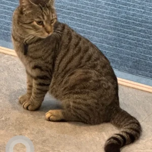 A Black and Brown Domestic Shorthair Cat Missing from silicone oasis area behind cedar villas