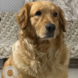 A Brown Golden Retriever Dog Missing from Magarpatta, Hadapsar