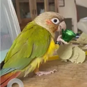 A Green Pineapple Conure Bird Missing from Al Awar 3 area