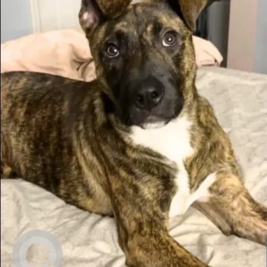 A Brown Boxer Mix Dog Missing from North Rd./Stubtown Rd. near Elle Pond