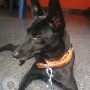 A White-Brown Mix Indie Dog Missing from Laggere, Bengaluru