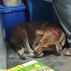 A White-Brown Mix Indie Dog Missing from Kalkaji, New Delhi
