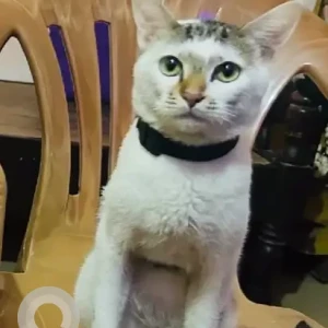 A Grey-White Mix Indie Cat Missing from Ramurthynagar