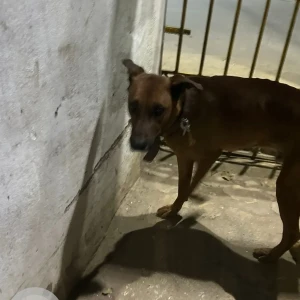 A Brown Doberman Dog Found from D block Saket