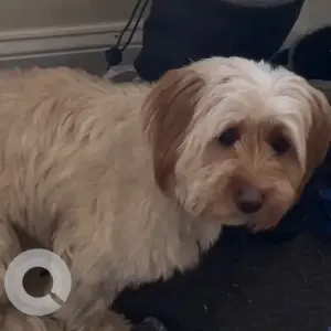 A Light Brown Mix Dog Missing from Narrangansett Ave W & Tower Hill Rd