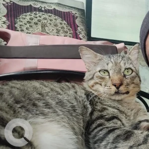 A Grey-White Mix Indie Cat Missing from Majorda Salcete-2