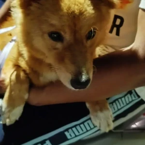 A Brown Pomeranian Dog Found from Hyderabad-2