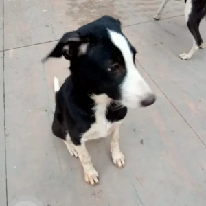 A Black and White Indie Dog Missing from CBD Belapur, Navi Mumbai-2