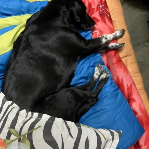 A Black and White Indie spitz Dog Missing from Andhrapul near cantt roadways bus stand-3