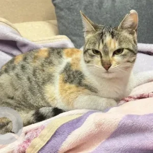 A Grey-White Mix Domestic Shorthair Cat Missing from Lokanthali (Near mukunda store and majheere cafe)