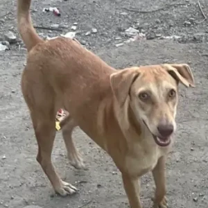 A White-Brown Mix Indie Dog Missing from Raheja Circle, NIBM Road