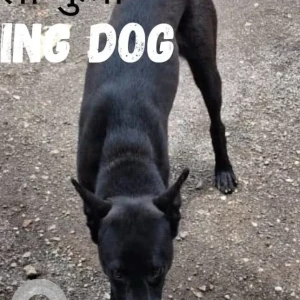 A Black Indie Dog Missing from Vadgaon Budruk, Pune