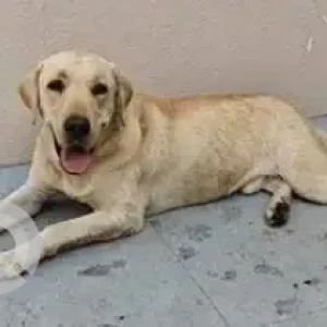 A White Labrador Retriever Dog Found from Navodaya Nagar, J.P. Nagar-2