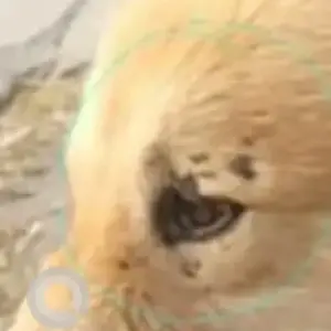 A White-Brown Mix Pomeranian mix Dog Missing from Simon Bolivar Marg, Mahaveer Vanasthali Park-3