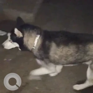 A White and Grey Husky Dog Found from New Delhi-2