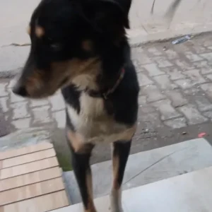 A Black and White Indie Dog Found from Pocket 10, Kohinoor Apartment-3