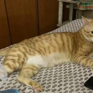 A Orange Ginger Cat Missing from Santacruz East-2