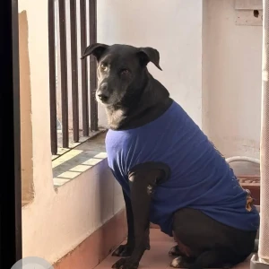 Missing: Black Female Indie Dog from Palam Vihar
