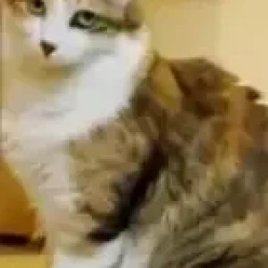 A White-Brown Mix Indie Cat Missing from Regency Magnum, Hennur-3