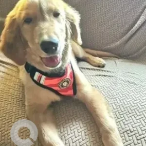 A Brown Golden Retriever Dog Found from Bengaluru-2