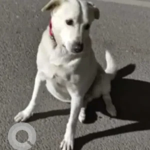 A White Indie Dog Missing from S Block Greater Kailash 2