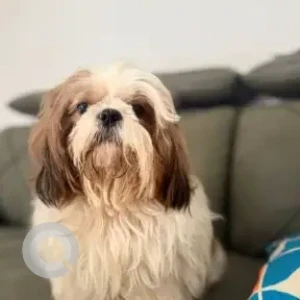 A White-Brown Mix Shih Tzu Dog Found from Hyderabad-2
