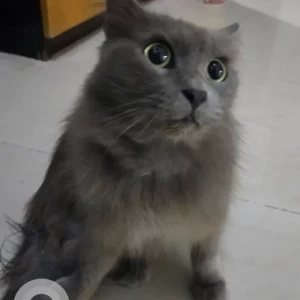 A Black Ragdoll Cat Found from Khalifa City A