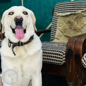 A White Labrador Dog Missing from Sangam Vihar