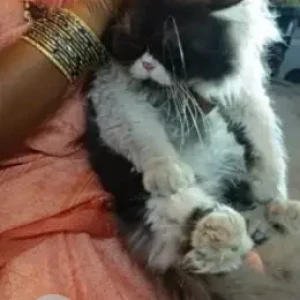 A Black and White Persian Cat Found from Pallikaranai, Chennai-2