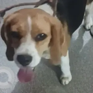 A White-Brown Mix Beagle Dog Found from Goverment Hospital Hebbal 1st Stage