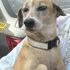 A White-Brown Mix Indie Dog Missing from Bamon Vaddo, Candolim