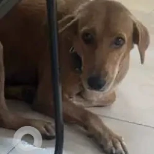 A Brown Indie Dog Missing from Dlf phase 2 Gurgaon