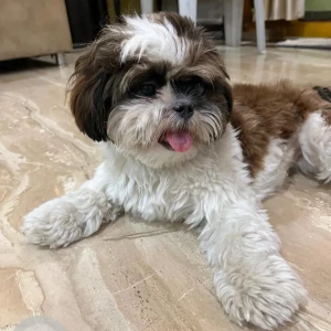 A White-Brown Mix Shih Tzu Dog Missing from Lalapet, Secunderabad-3